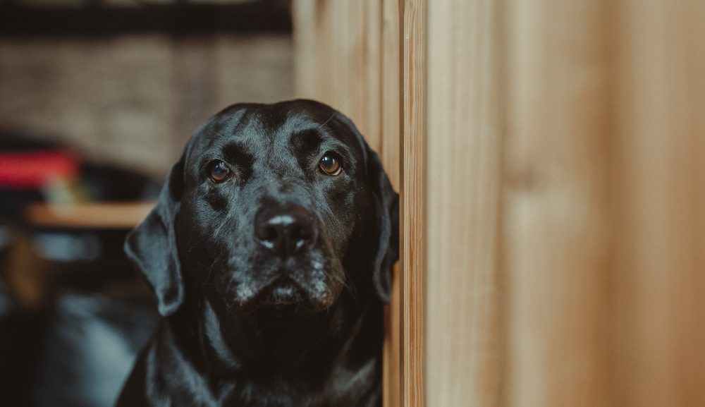Darcie the office dog